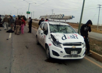 Animales que ocasionen accidentes deben de contar con marcas para ubicar a dueños