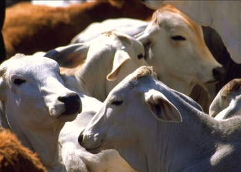 Una bacteria en vacas de EU causaría artritis reumatoide, por consumo de carne y leche