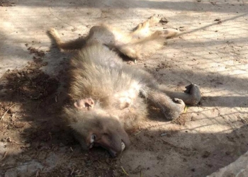 Catean zoológico en Reynosa, hallan mono muerto y droga