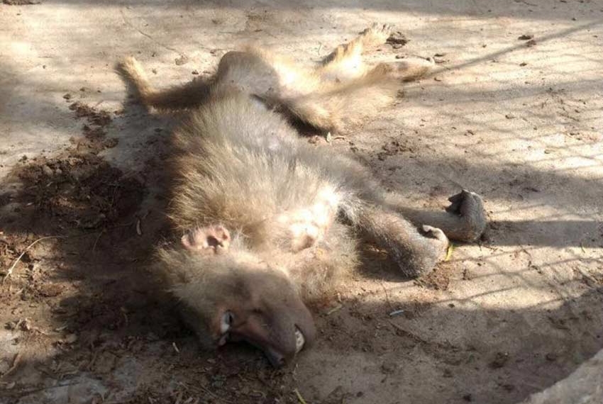 Catean zoológico en Reynosa, hallan mono muerto y droga