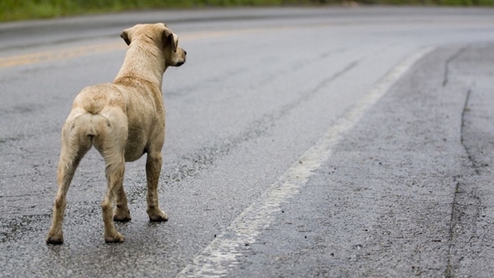 Mujer abandona a perro y huye en bicicleta