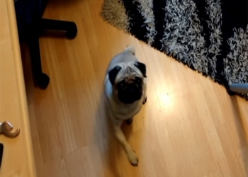 Lo condenan por enseñarle al perro de su novia saludo nazi