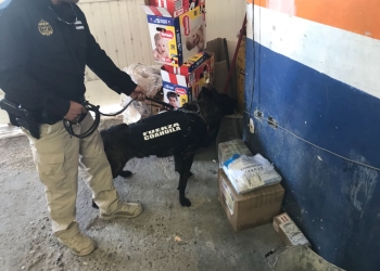 Investigan procedencia de droga asegurada