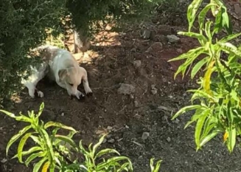 Mujer corta las patas a sus perros porque rascaban sus plantas