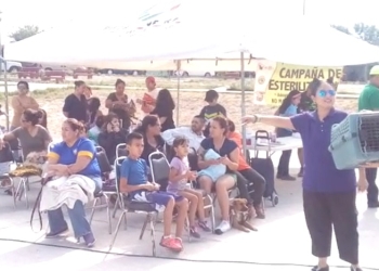Exhortan a acudir a campañas de esterilización de mascotas