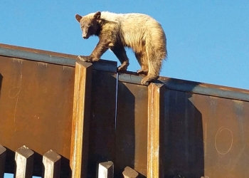 Escala oso muro fronterizo