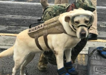 Frida, la perrita rescatista ahora apoya a Guatemala