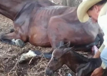 Usan yegua preñada para jalar calandria y… tiene a potrillo en parque
