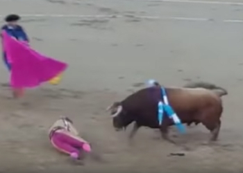 Toro le arranca cuero cabelludo a torero