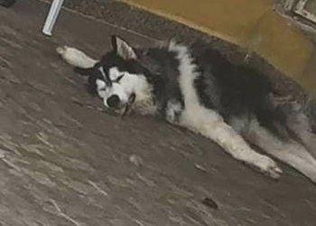 Perros mueren de sed y hambre mientras sus dueños vacacionan