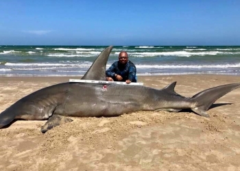 Capturan tiburón de 4 metros en la Isla del Padre