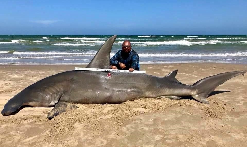 Capturan tiburón de 4 metros en la Isla del Padre