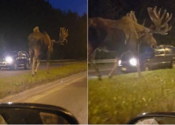 Sorprende alce gigante en carretera de Alaska