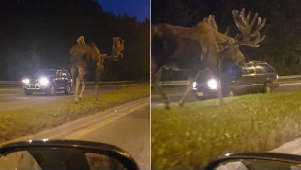 Sorprende alce gigante en carretera de Alaska