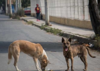 Exigen decapitar perros para acreditar servicio social