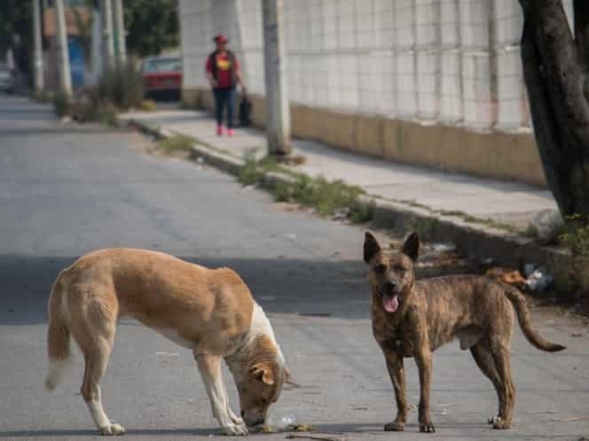 Exigen decapitar perros para acreditar servicio social