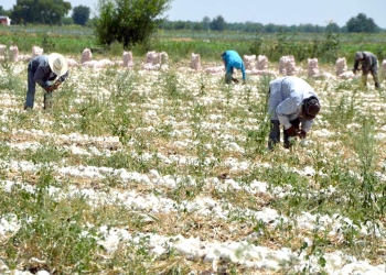 Secretaría del trabajo atiende denuncia de jornaleros agrícolas