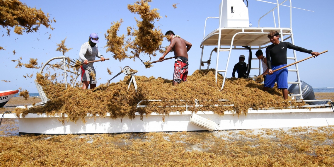 El sargazo provocaría un desastre natural en playas del Caribe mexicano