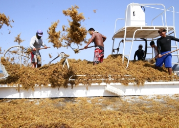 El sargazo provocaría un desastre natural en playas del Caribe mexicano