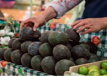 Sube el precio del aguacate