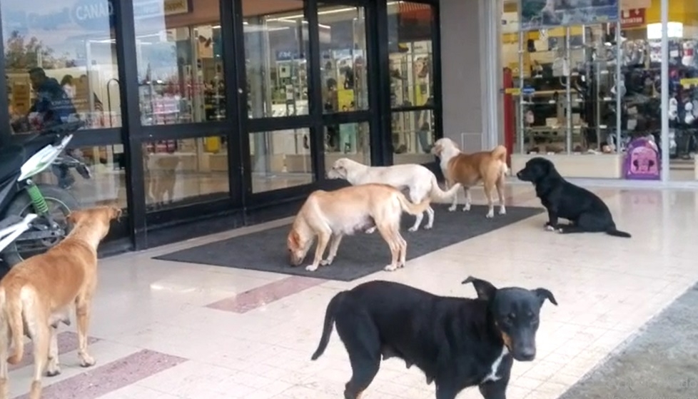 Gran población Canina se estima que por cada 10 personas existe un perro
