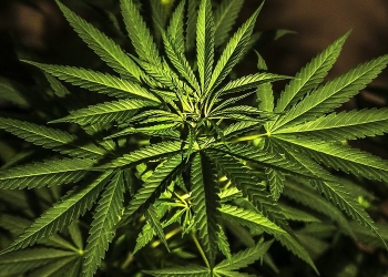 Sánchez Cordero va por despenalizar mariguana y amapola