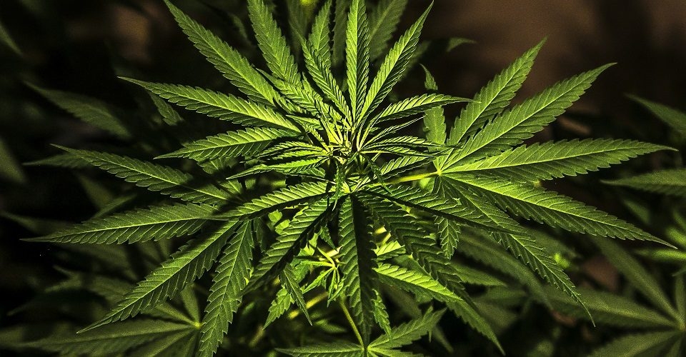 Sánchez Cordero va por despenalizar mariguana y amapola