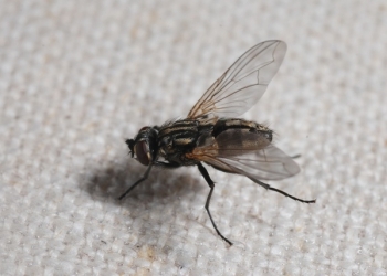 La mosca, principal transmisora de enfermedades estomacales