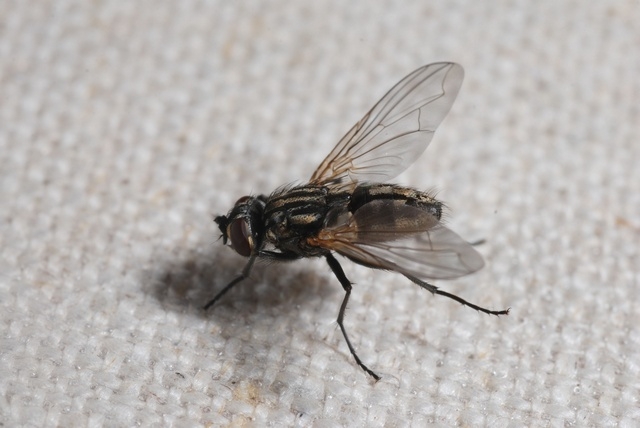 La mosca, principal transmisora de enfermedades estomacales