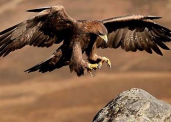 Protegen Hábitat del Águila Real