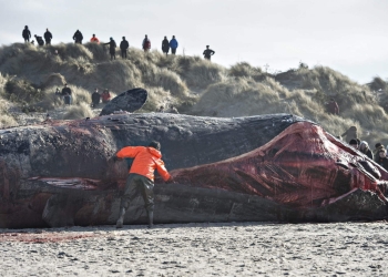 En una Isla del Archipiélago encuentran cadáver de cachalote