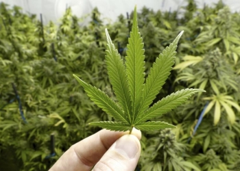 Presentan lineamientos para mariguana medicinal