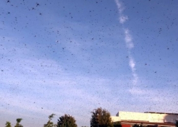 Nubes de langostas vuelan sobre Guadalajara
