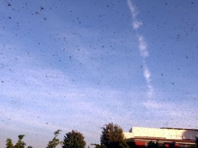 Nubes de langostas vuelan sobre Guadalajara