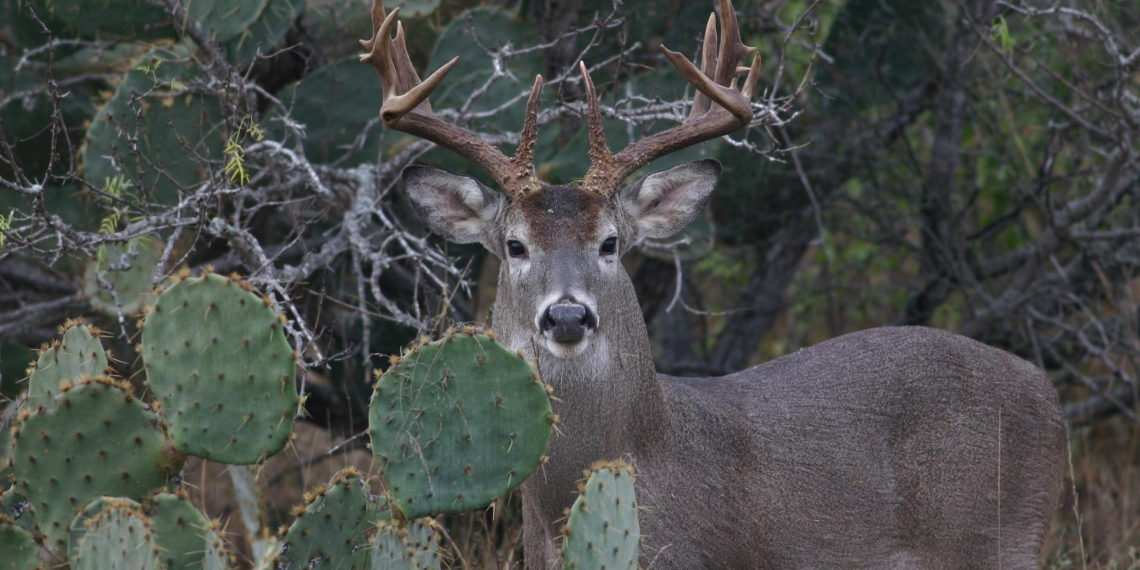 Piedras Negras sede del consejo estatal de fauna