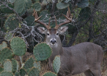 Piedras Negras sede del consejo estatal de fauna