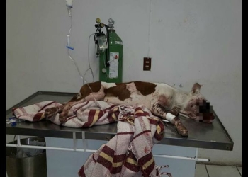 Muere pitbull tras ser atacado por niños con un cohete