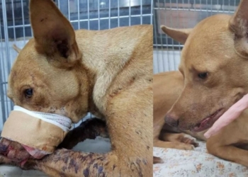 Niños ‘dan de comer’ un petardo encendido a perrito