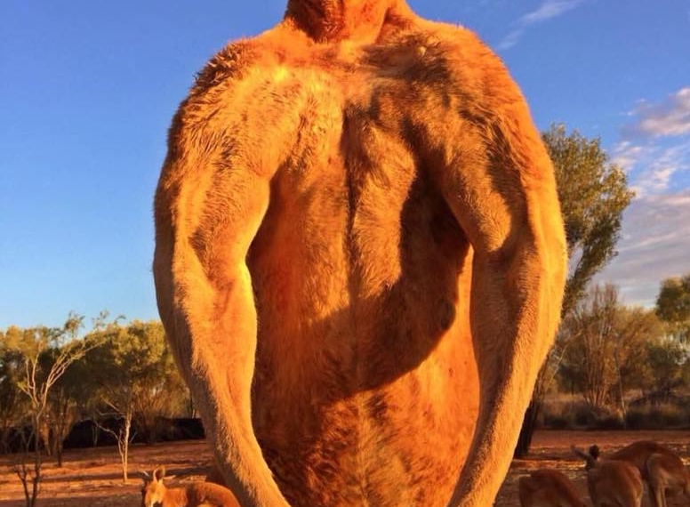 Muere Roger, el canguro “fisicoculturista”