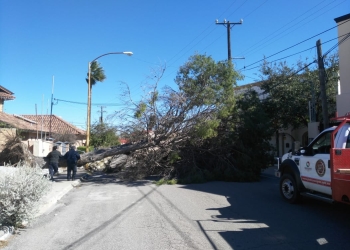 Protección Civil retira árboles caídos
