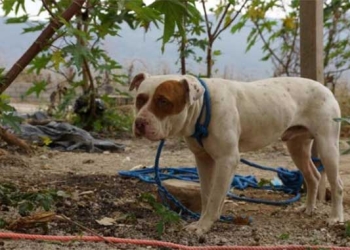 Pitbull desata tragedia y termina en prisión