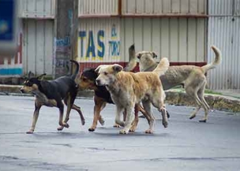 Legalizan matar perros callejeros que hurguen basura o estorben