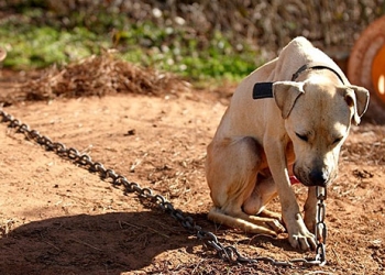 Entra en vigor nuevo reglamento de protección animal