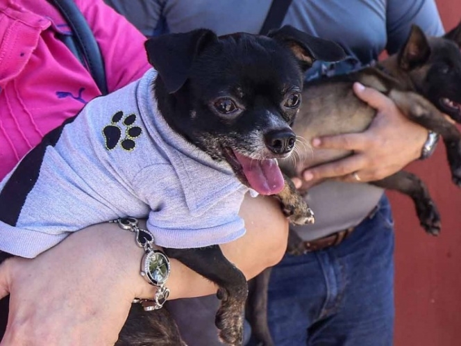 Consideran maltrato animal vestir a perros