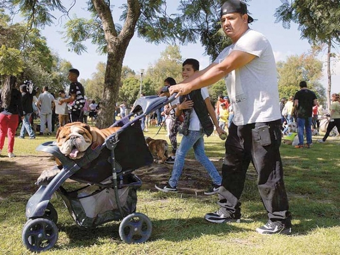 Ven riesgo en humanizar perros