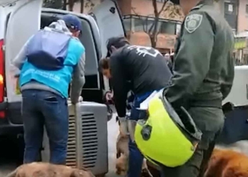 Menor abusaba sexualmente de su perrita; lo permitían sus padres