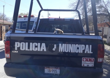 Le pega a un perro y éste la muerde