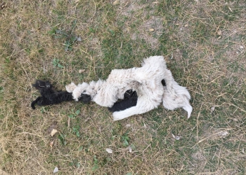 Dan 30 puñaladas a mujer de Acuña