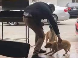 Investiga FGE caso de ataque contra perro
