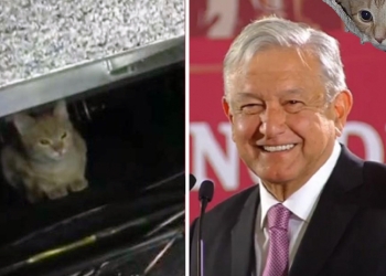 Invitado Felino en conferencia matutina de AMLO